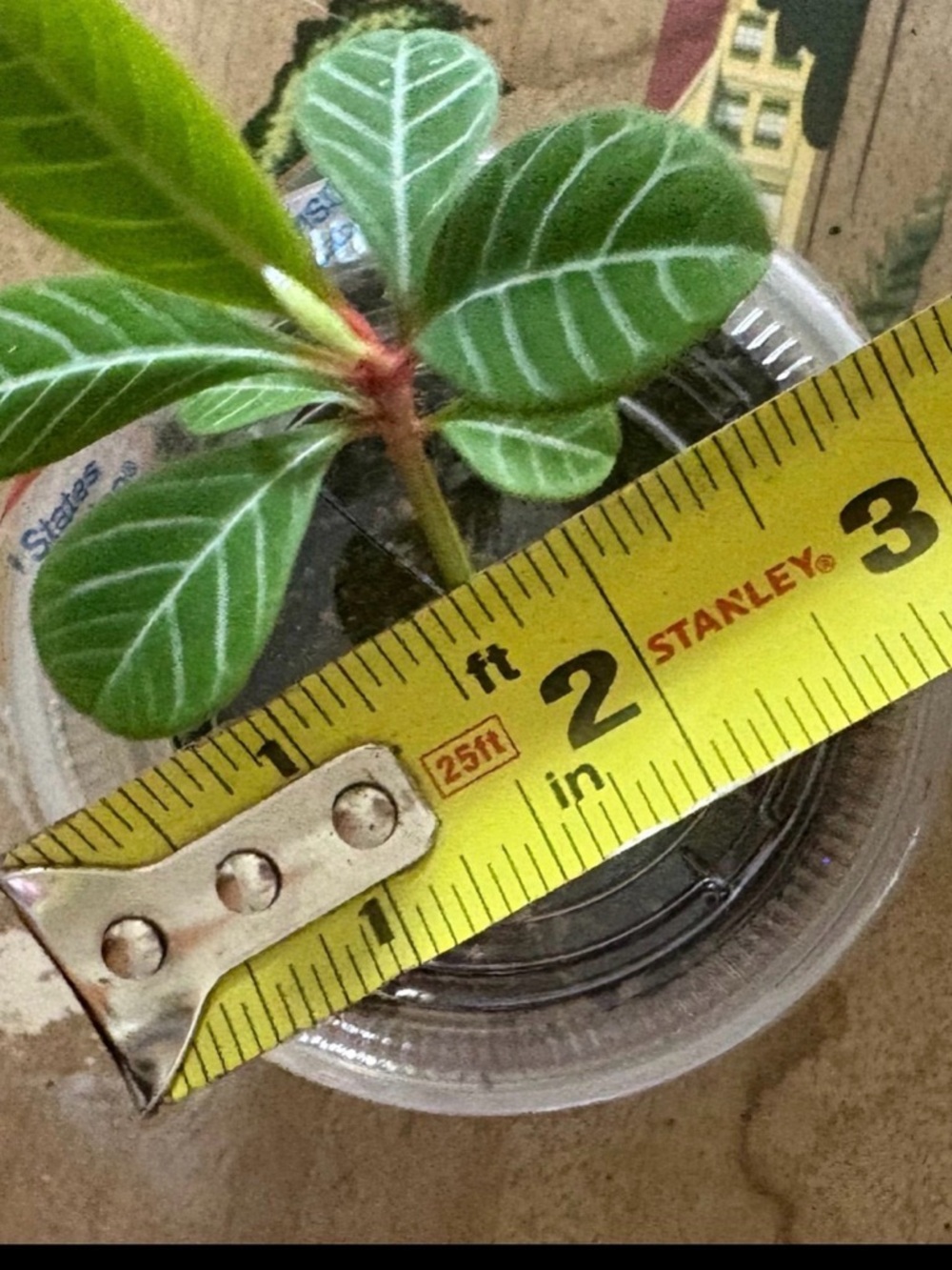 Madagascan jewel plant grown from seed in 2.1x3’ plastic container - Picture 5 of 9